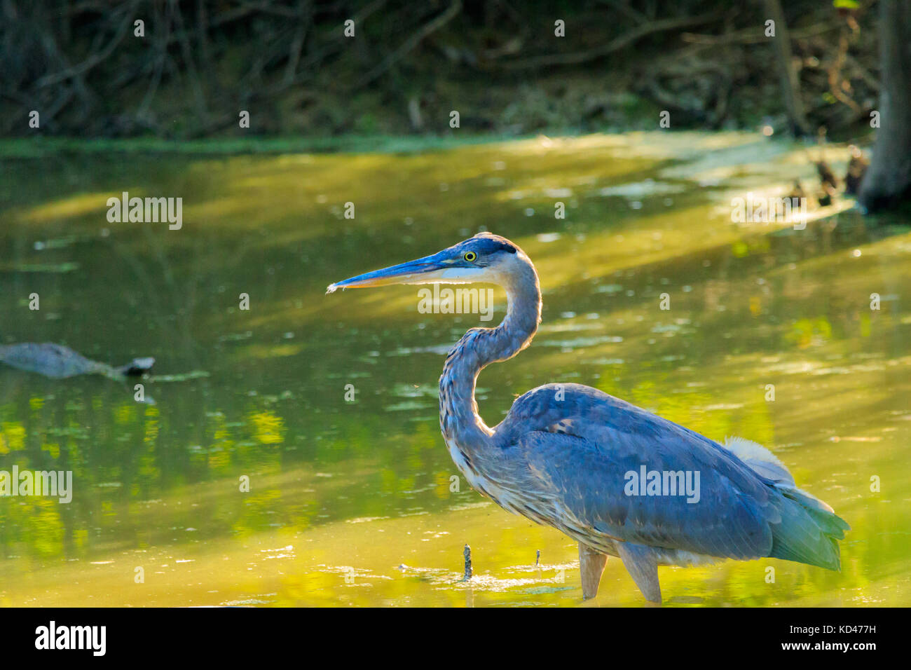A Great Blue Heron wading in some water at the Bald Knob Wildlife