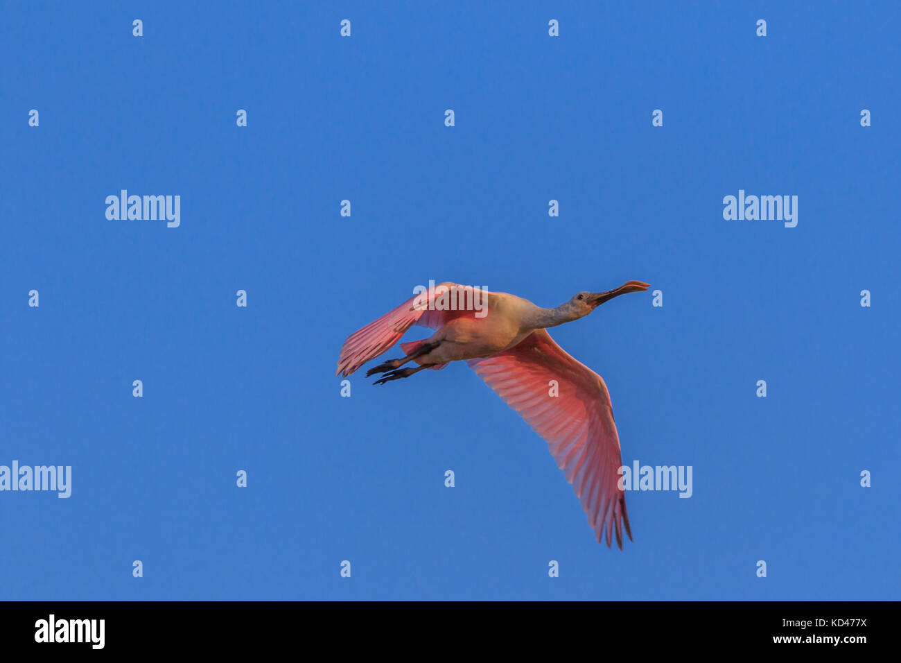 A juvenile Roseate Spoonbill wanders off the migration path and ends up ...