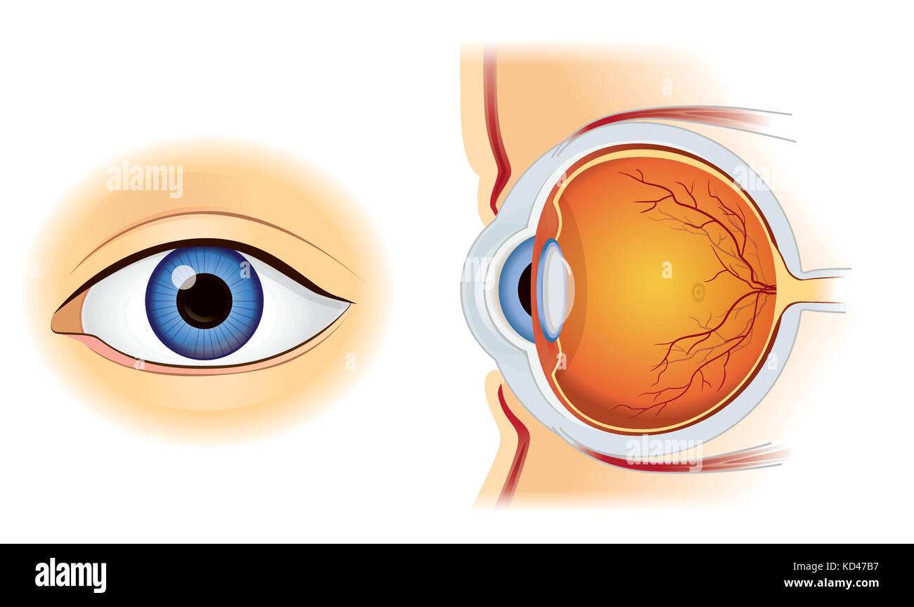 Human eye anatomy in inside and out side view isolated on white. Stock Vector