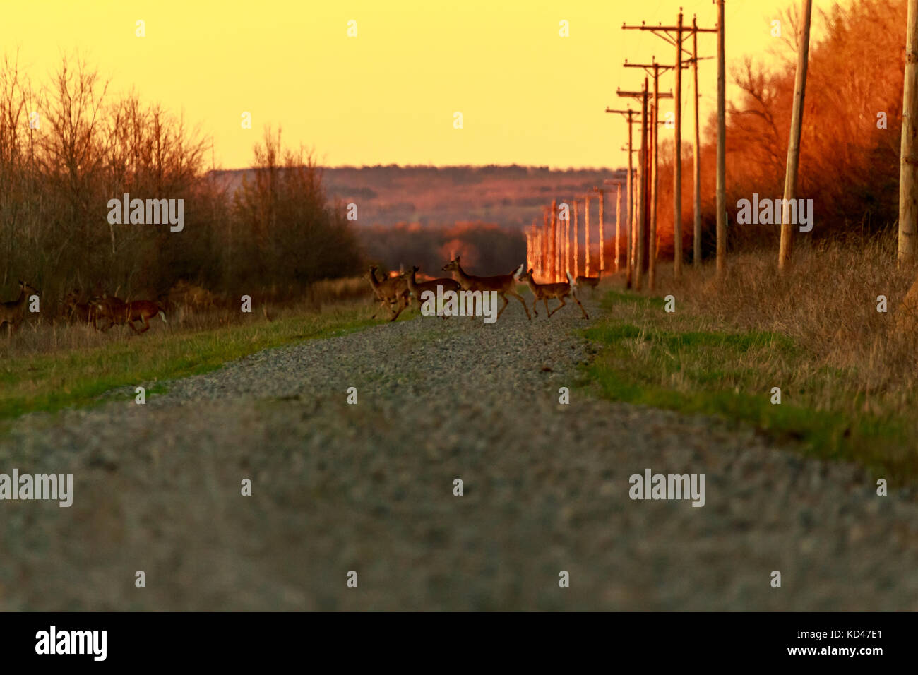 While driving down a back road in Bald Knob Wildlife Refuge a family of
