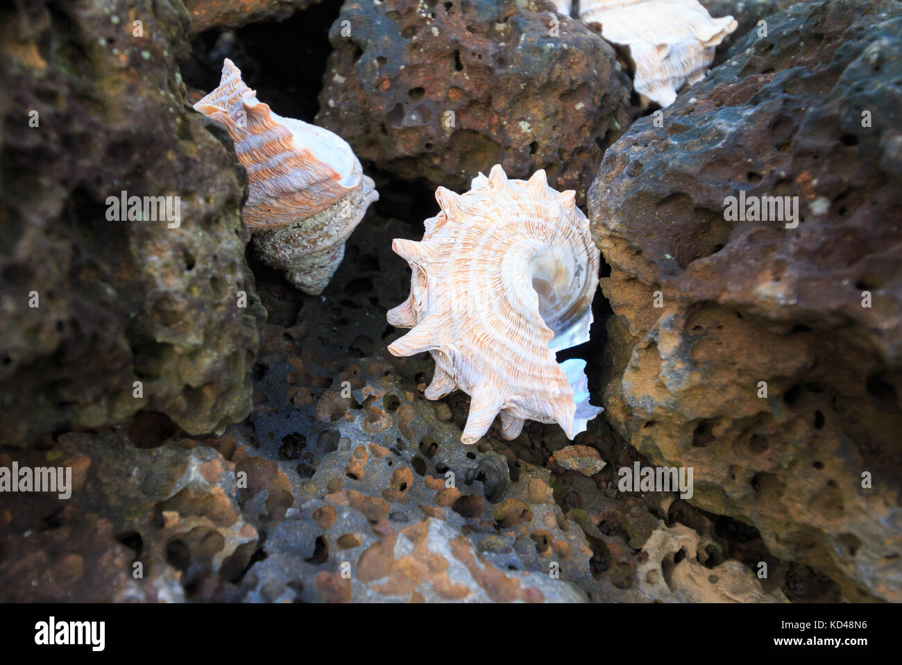 Mesogastropod hi-res stock photography and images - Alamy