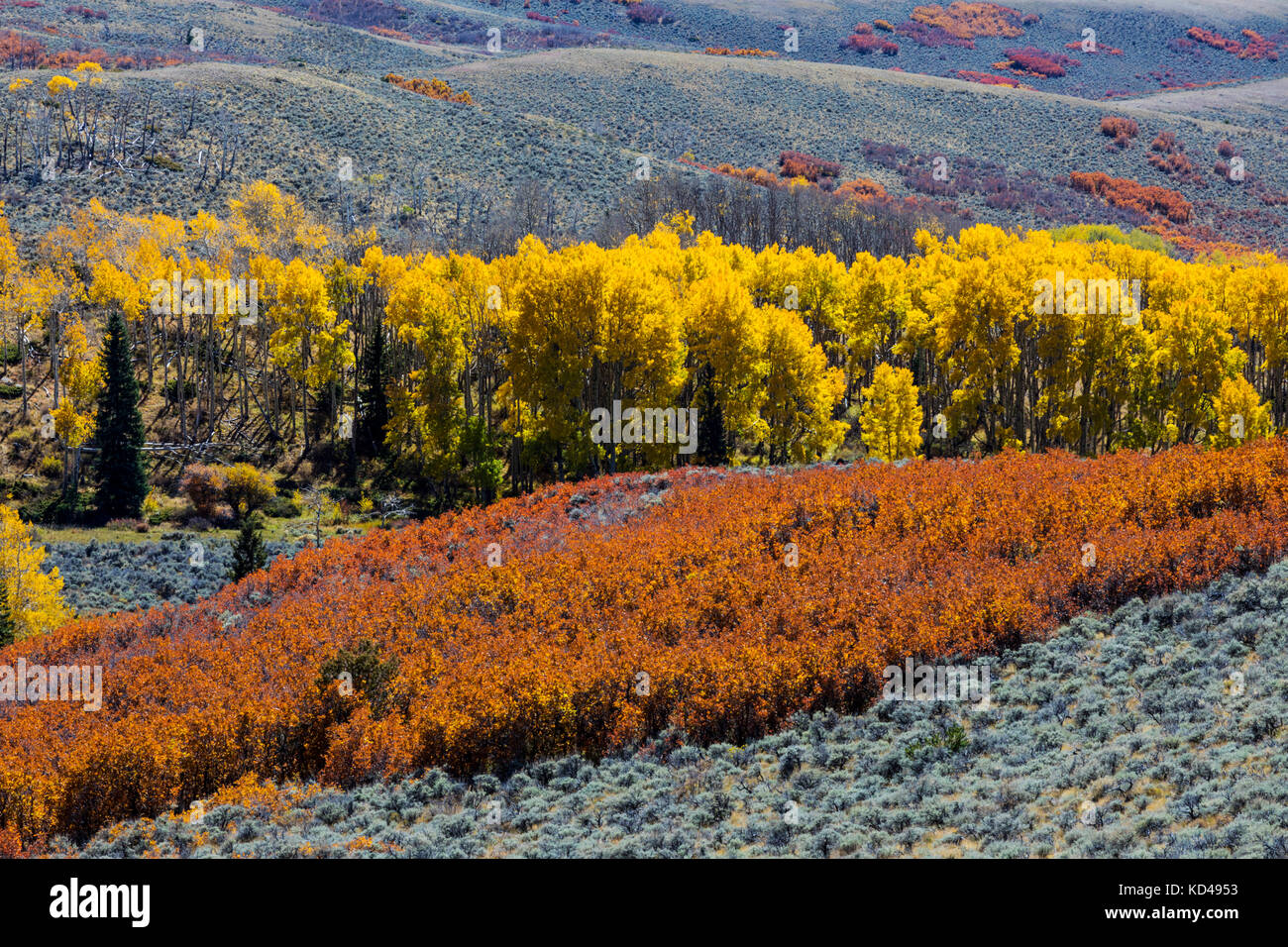 Scrub oak hires stock photography and images Alamy