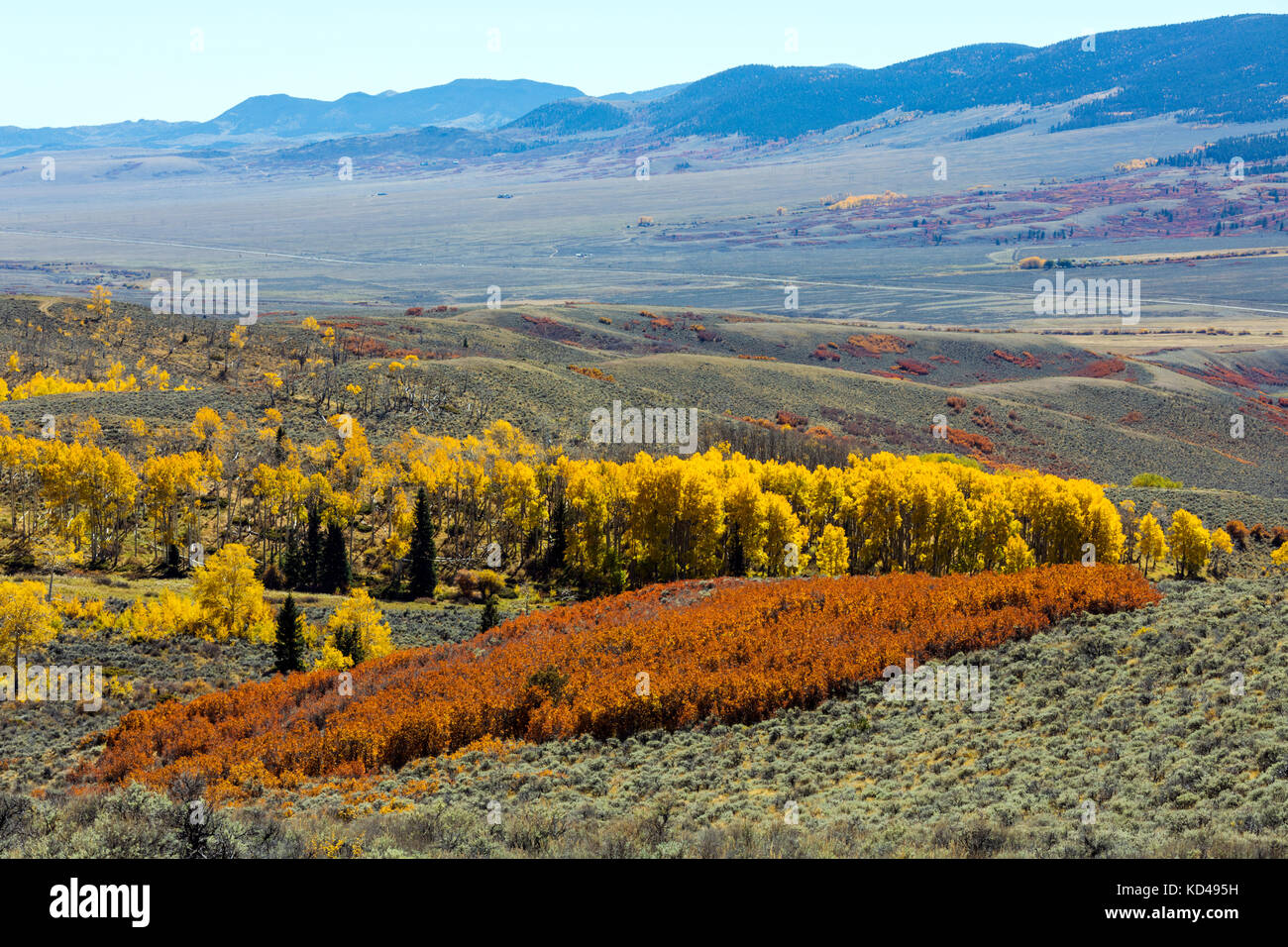 Scrub oak & Aspen Trees turn red & gold in autumn; San Luis Valley