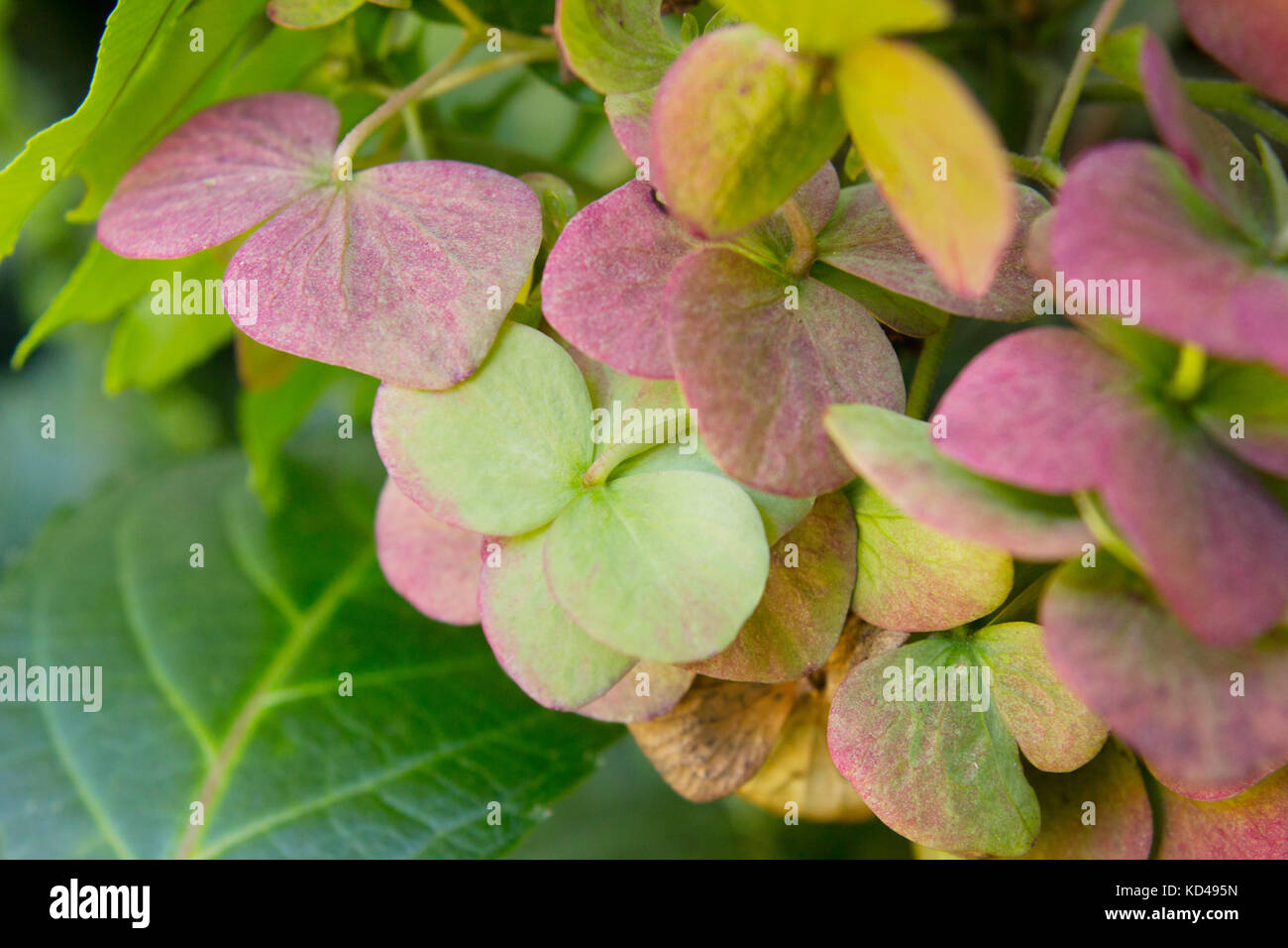 Pink & green Hydrangea blooms Stock Photo Alamy