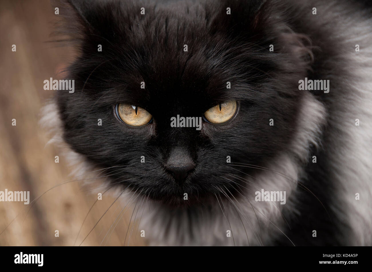 Black cat with golden eyes staring. Stock Photo