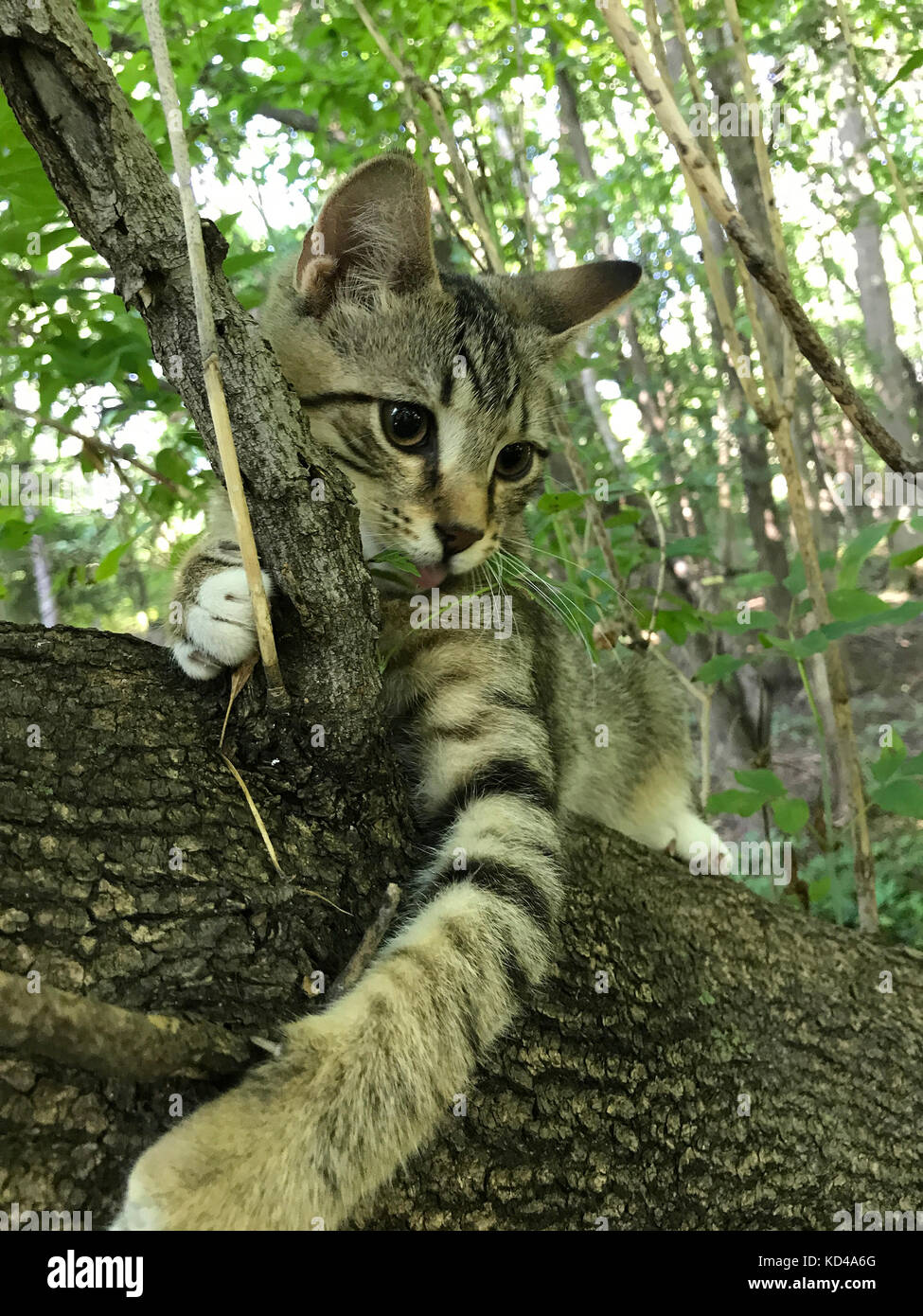 Feral kitten in tree Stock Photo