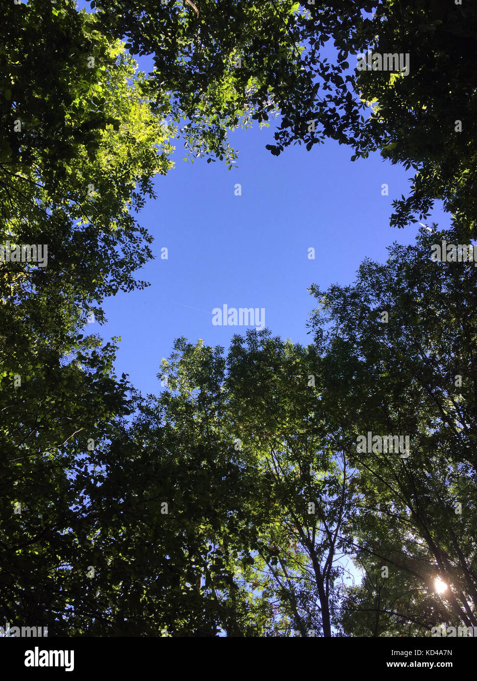 Canopy woods hi-res stock photography and images - Alamy