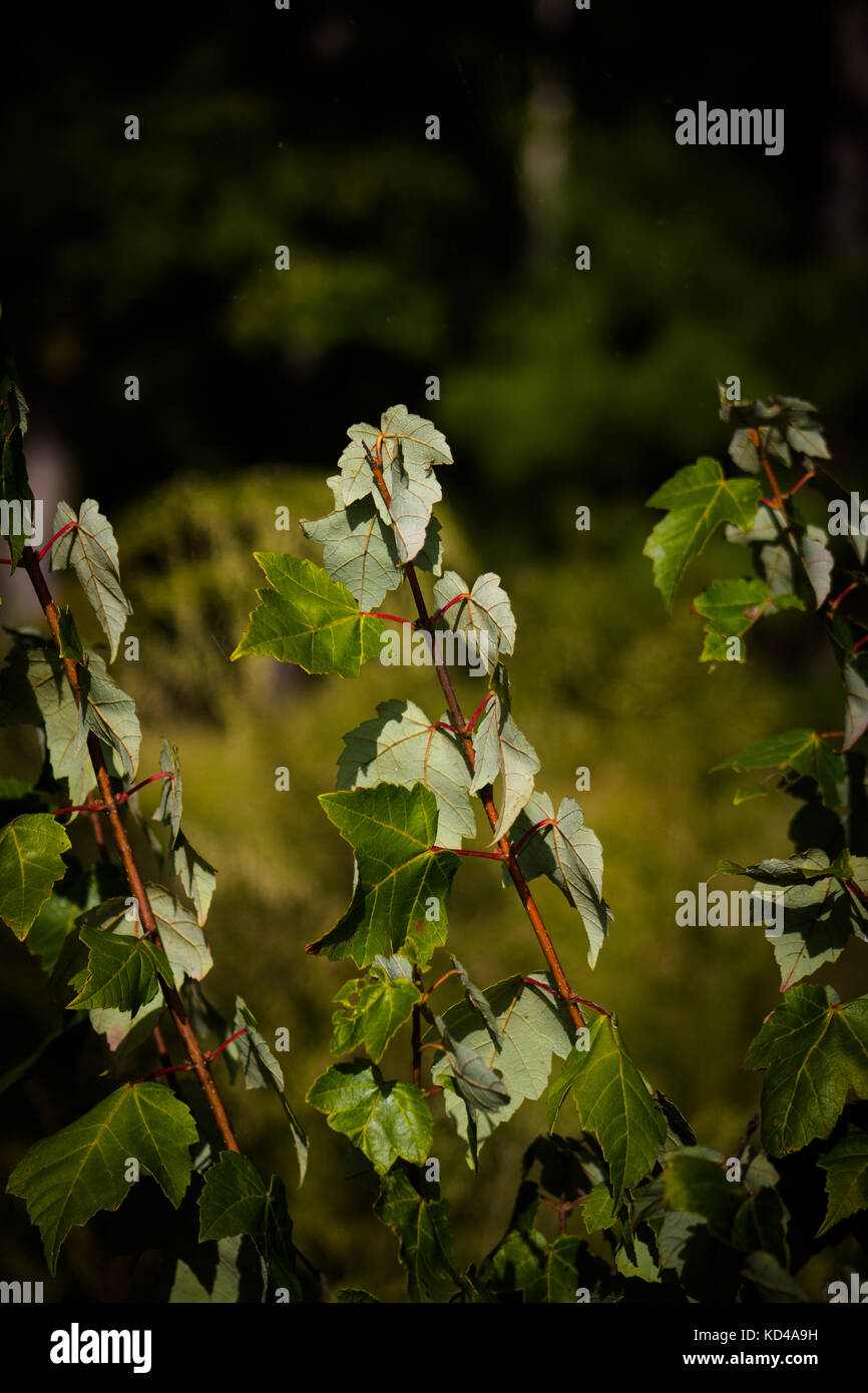 Protons Stock Photos & Protons Stock Images Alamy