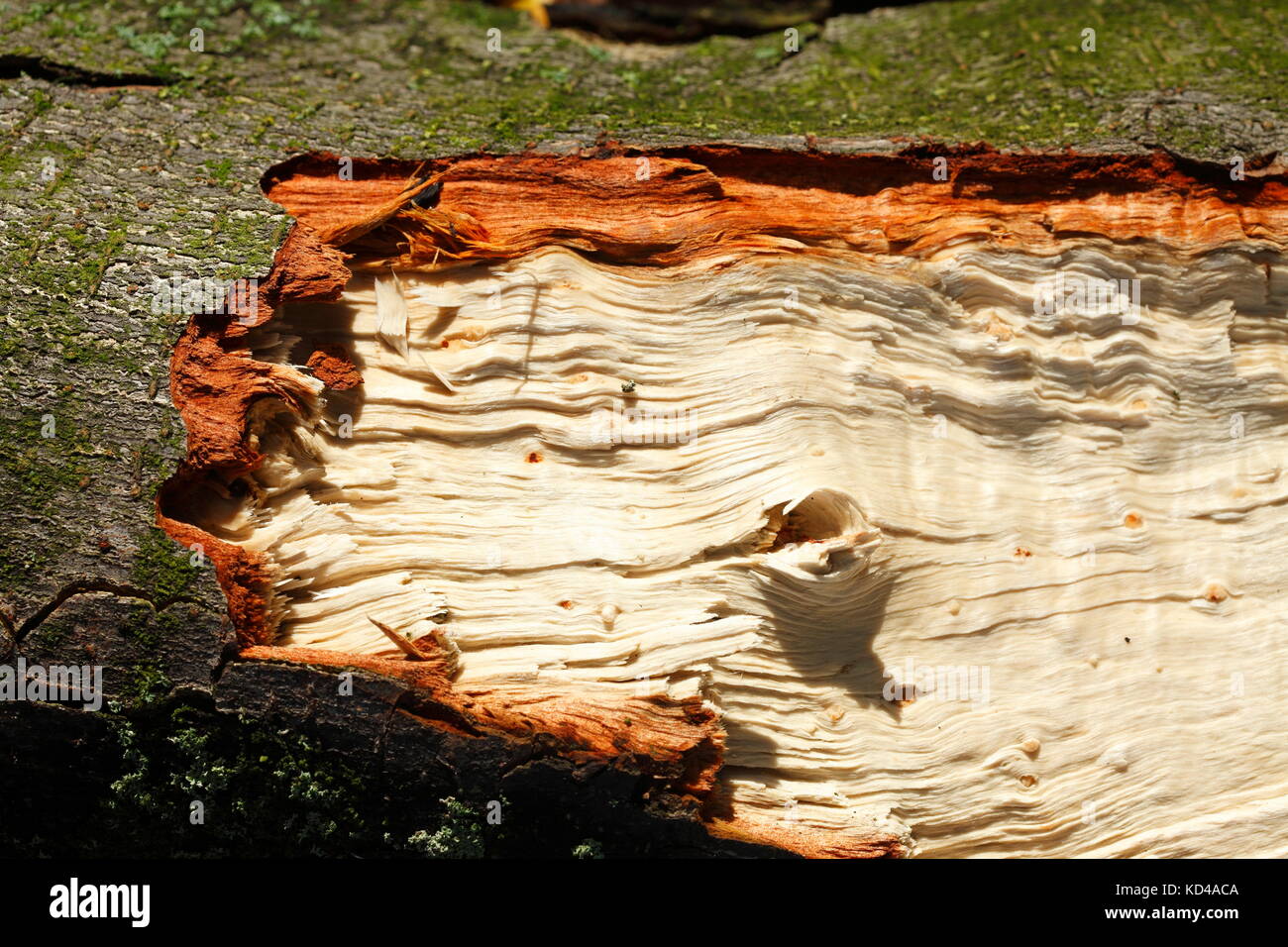 wooden texture on a storm damaged tree trunk Stock Photo - Alamy