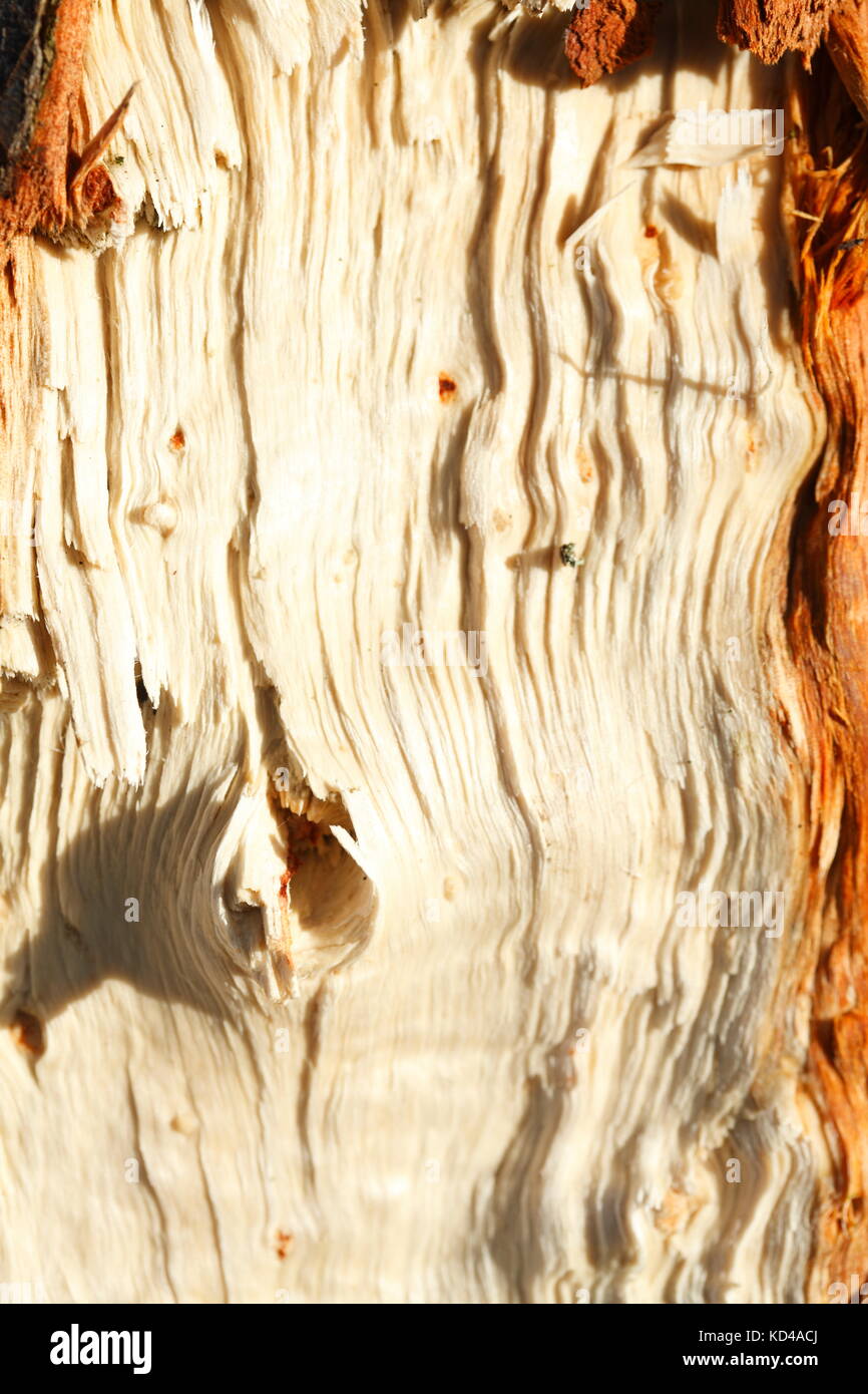 wooden texture on a storm damaged tree trunk Stock Photo - Alamy