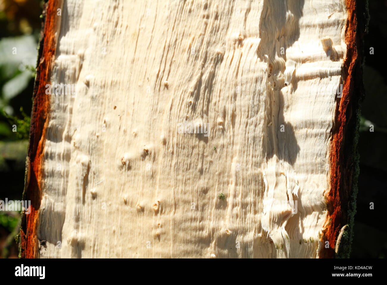 wooden texture on a storm damaged tree trunk Stock Photo - Alamy