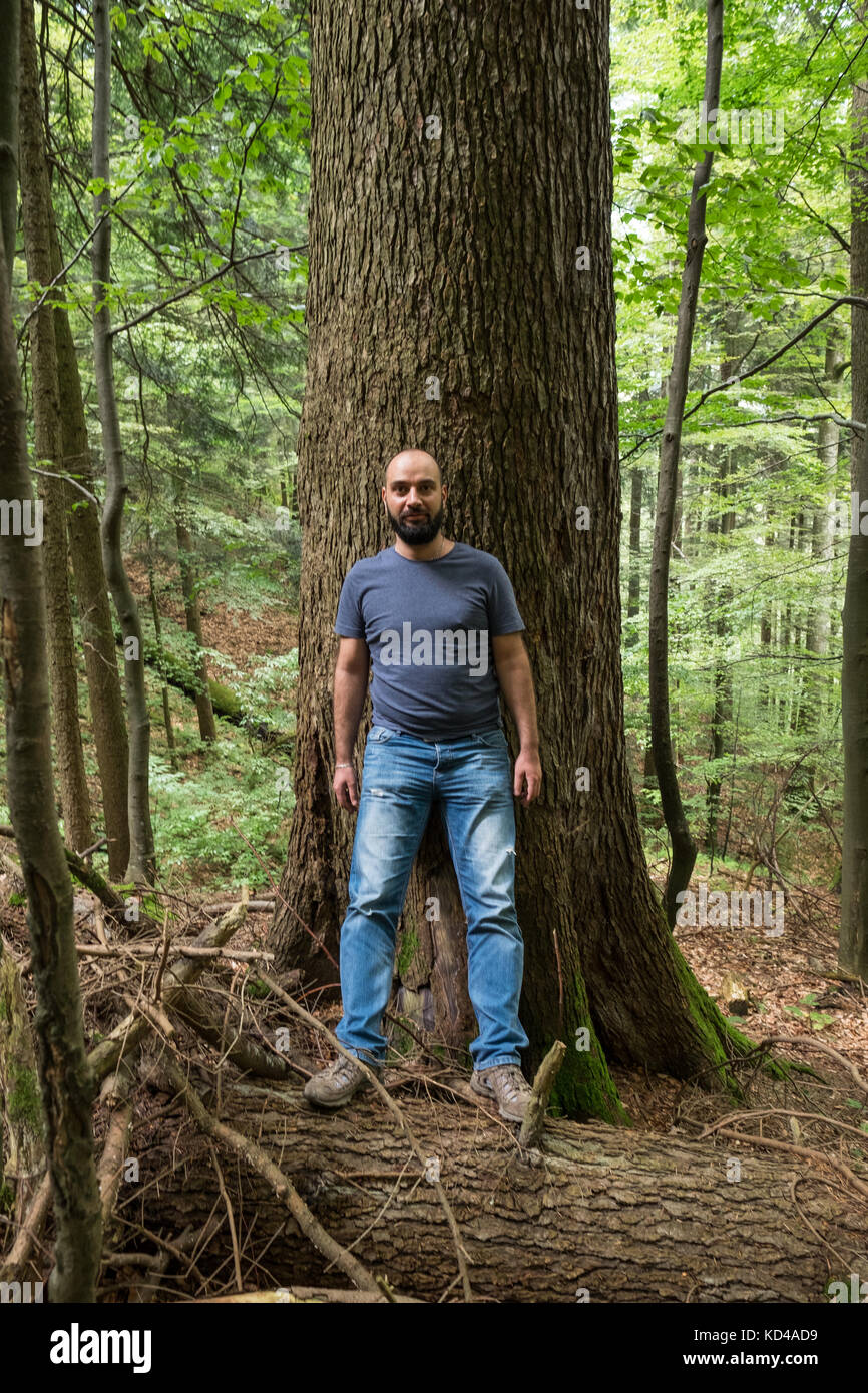 The forest of Sinca Veche from Romania is now UNESCO Heritage Site, and one of the last few remaining virgin forests in Europe. Stock Photo