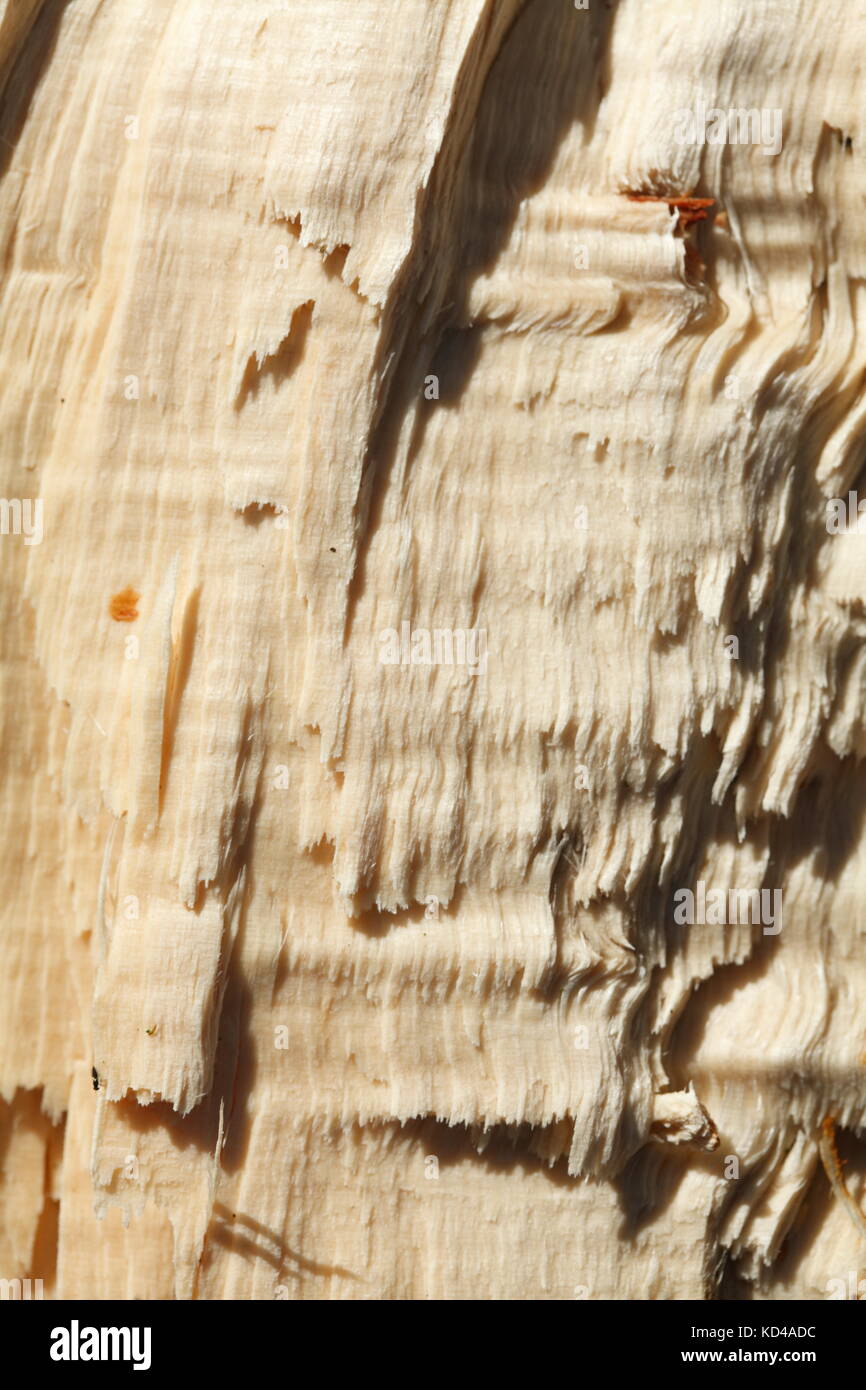 wooden texture on a storm damaged tree trunk Stock Photo - Alamy