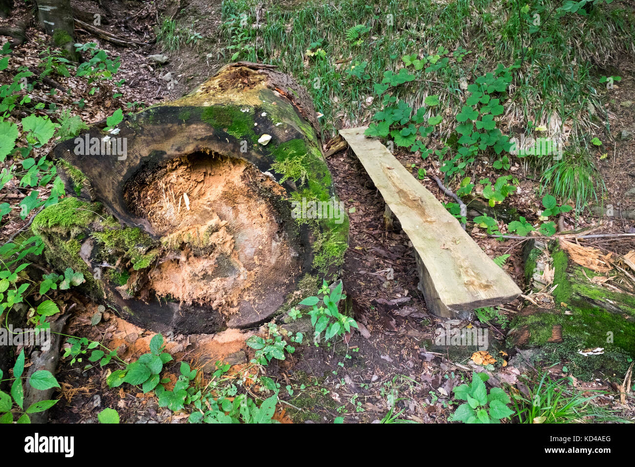 The forest of Sinca Veche from Romania is now UNESCO Heritage Site, and one of the last few remaining virgin forests in Europe. Stock Photo