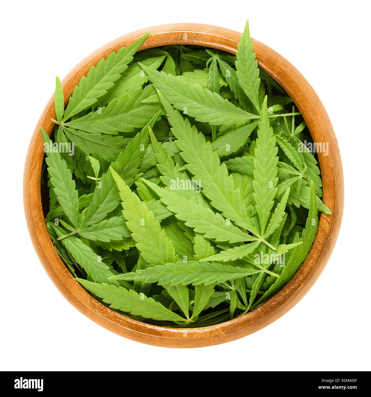 Cannabis fan leaves in wooden bowl. Fresh hemp leaves of Cannabis ruderalis. Low THC species used as tea and in traditional folk medicine. Photo. Stock Photo
