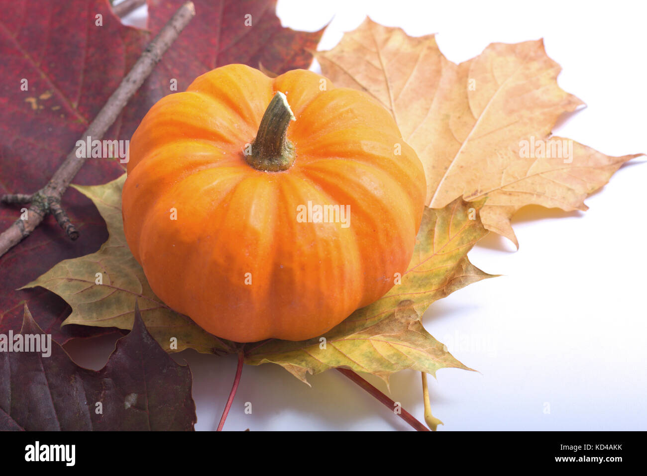Pumpkin on Autumn leaves for season or holidays background with copy ...