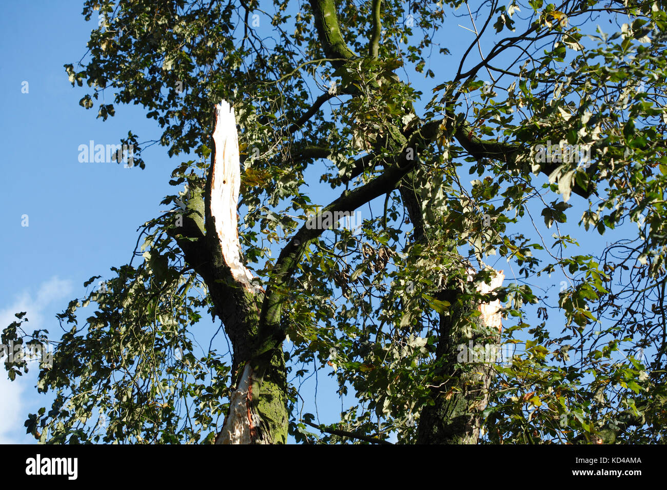 storm damaged tree trunk Stock Photo - Alamy