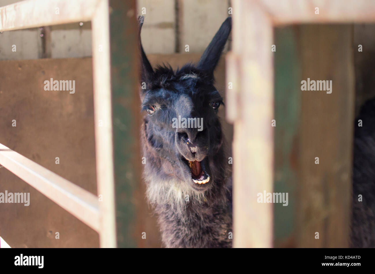 Funny farm animal shows dark brown llama chewing while happy on agriculture farm.  Shows livestock industry lifestyle. Stock Photo