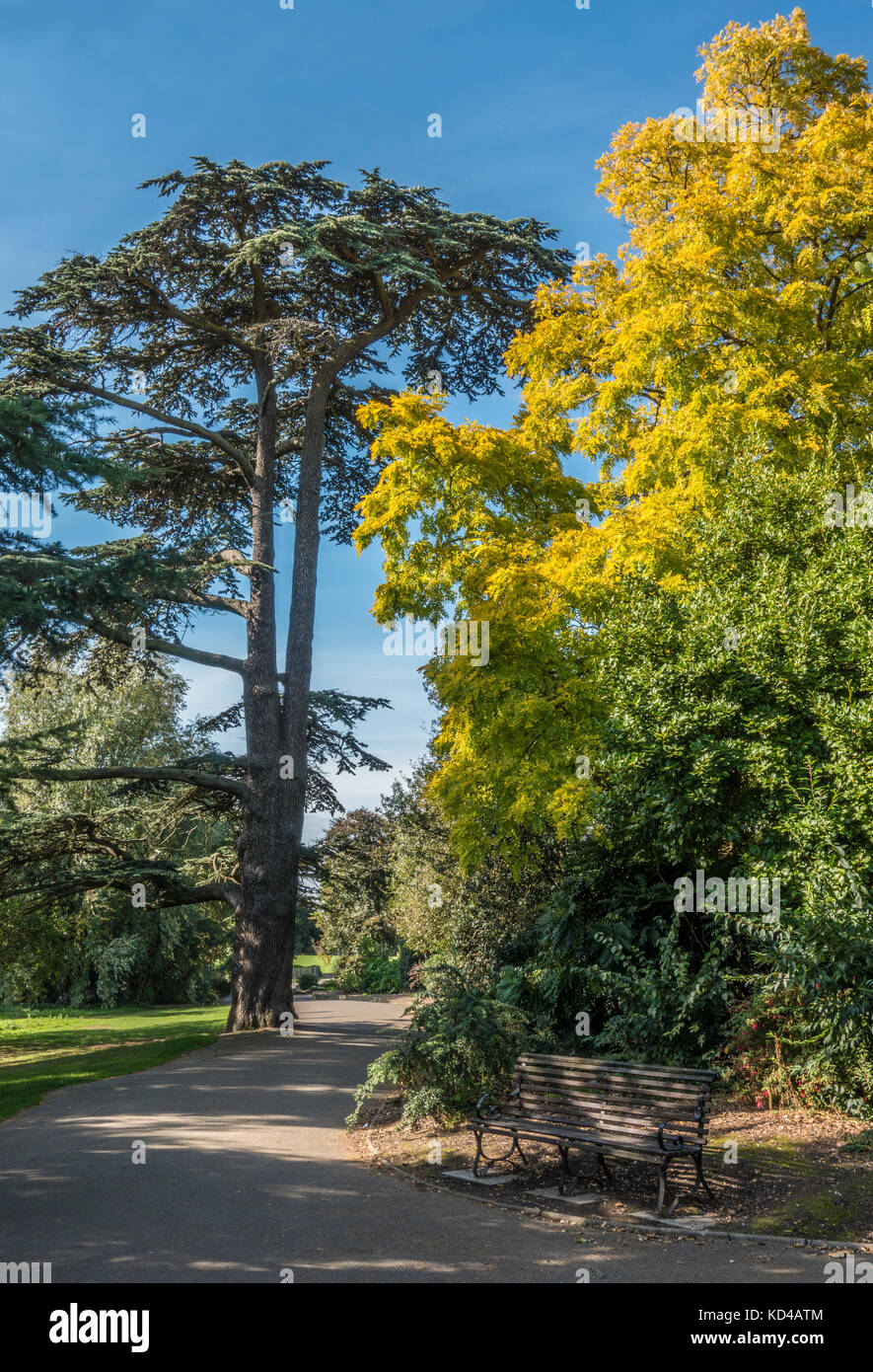 Peaceful scene of tall trees against a blue sky, in the early autumn sunshine, with nobody around, in Gunnersbury Park, West London, W3, England, UK. Stock Photo