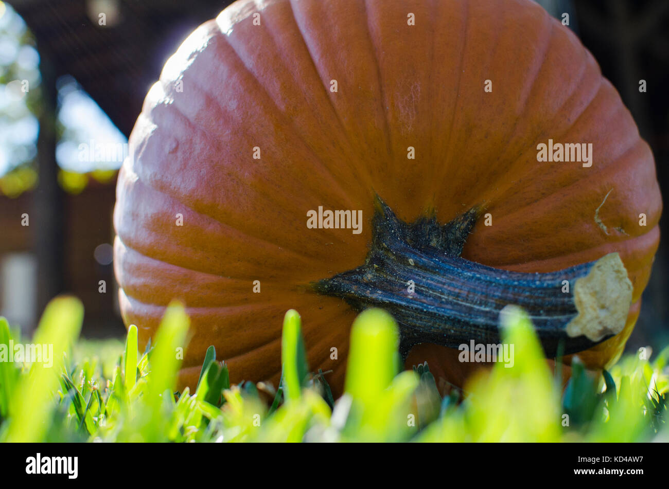 Big orange pumpkin laying on its side in the grass. Stock Photo