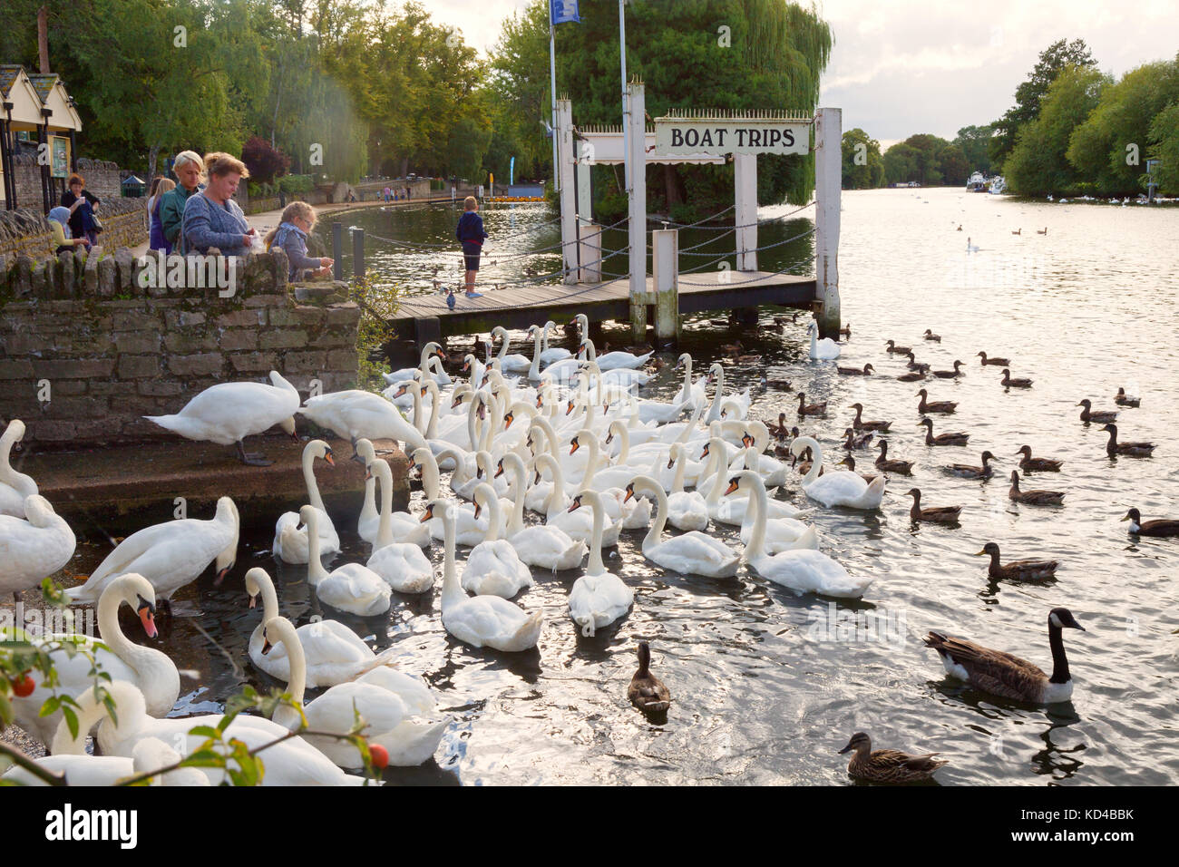 River Thames at Windsor, people feeding the swans, Windsor, Berkshire England UK Stock Photo