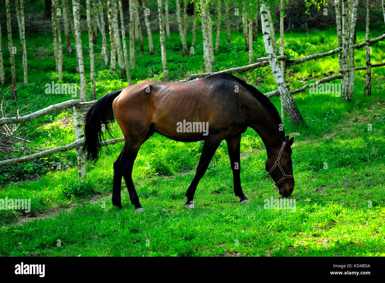 pasture, country, calm, nature, horses, beauty, spring, summer, Stock Photo