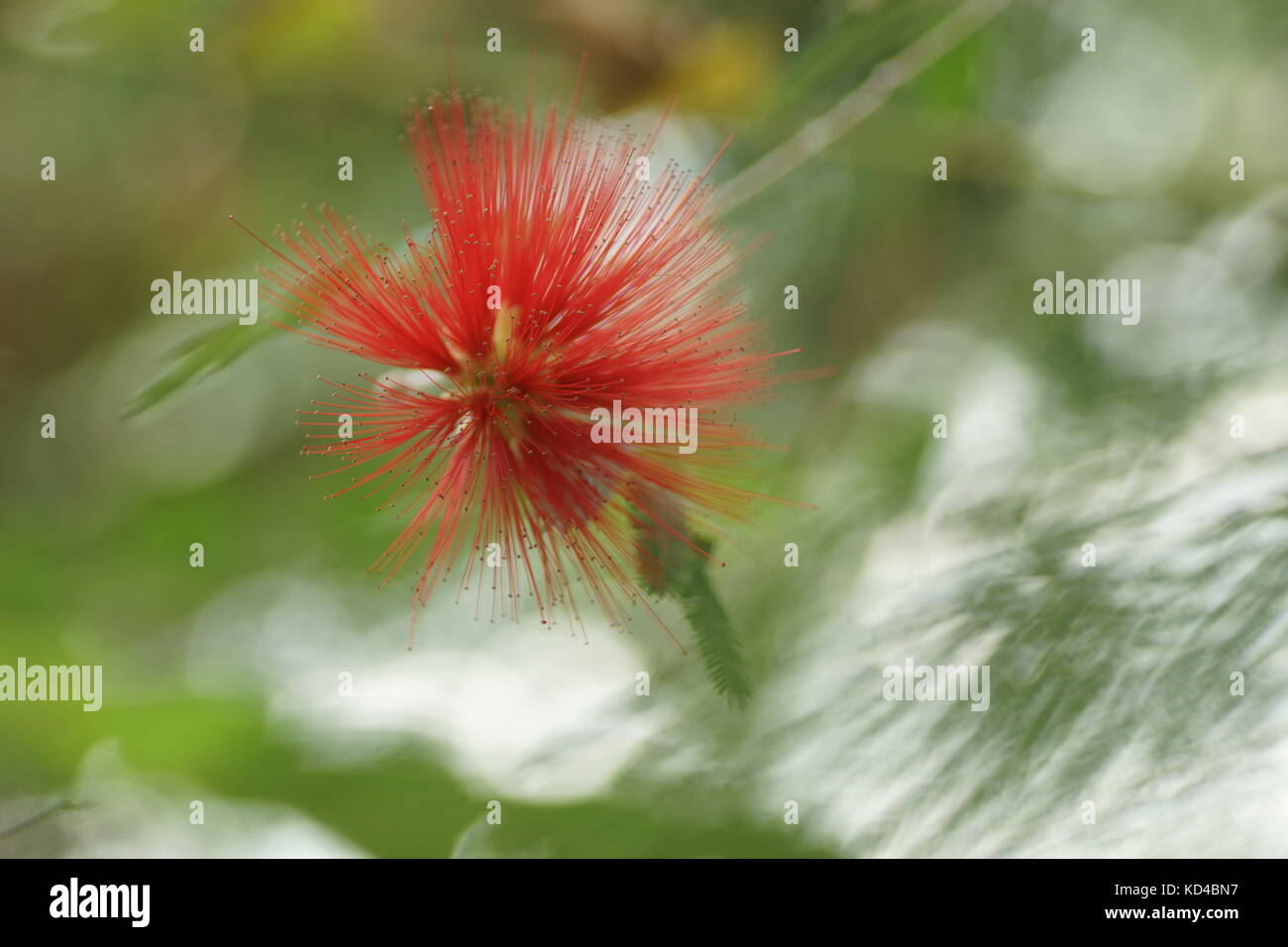 Calliandra tree hi-res stock photography and images - Alamy