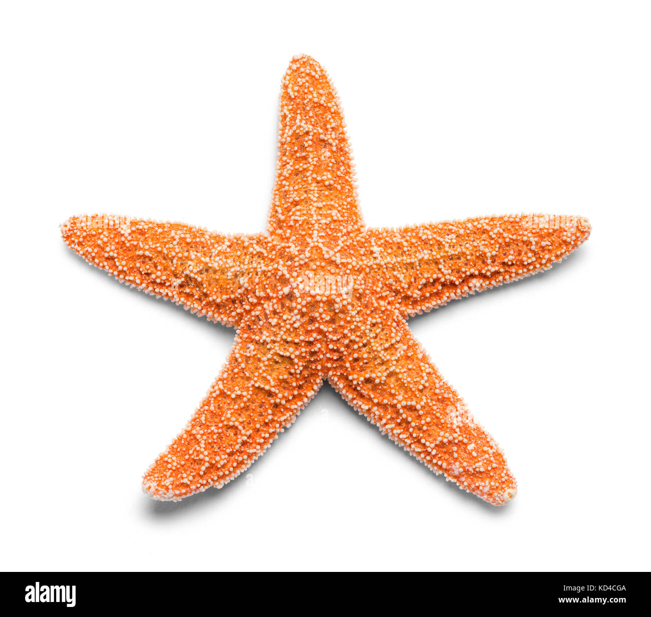 Single Real Orange Starfish Isolated on White Background. Stock Photo