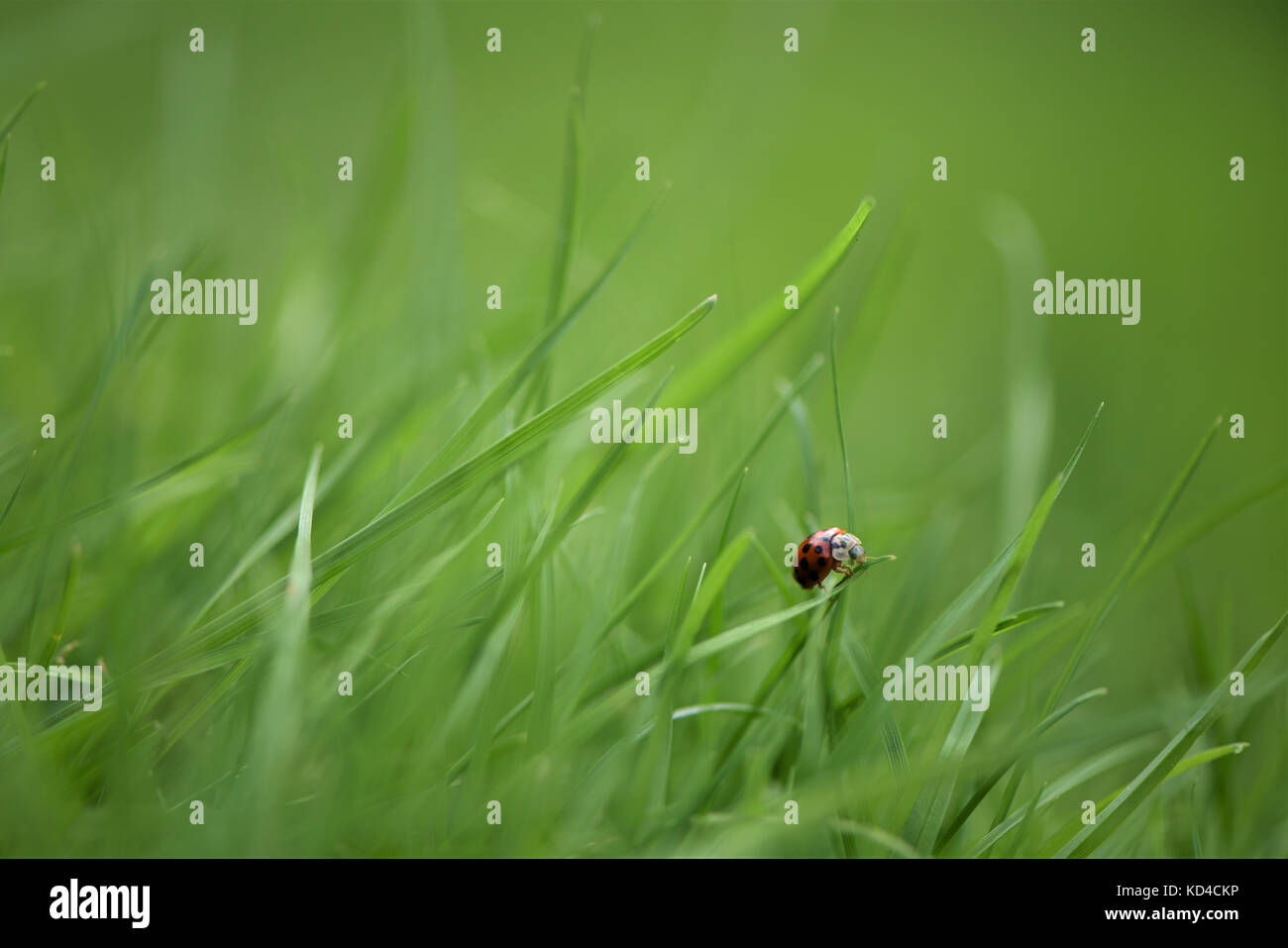 close up colorful photography image of small red ladybird insect on bright green grass with contrasting blur background and space Stock Photo