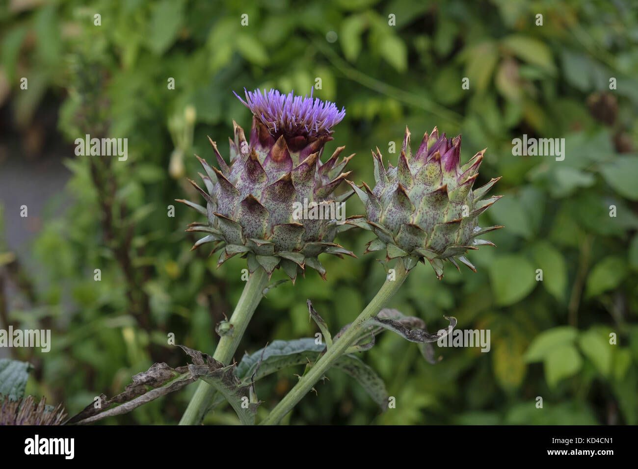Flower of artichoke Stock Photo