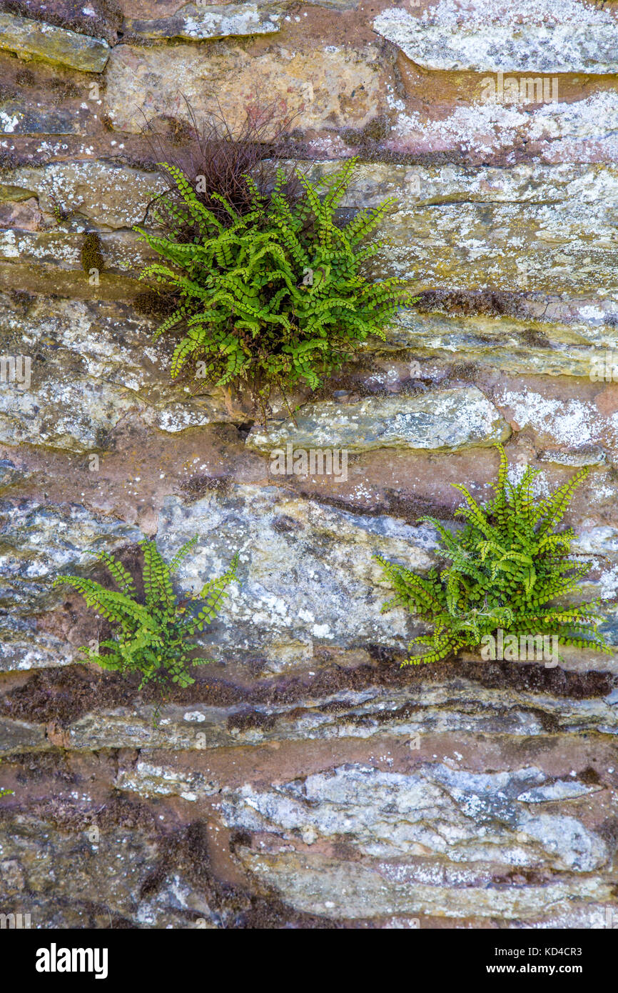 Fern growing on stone wall Stock Photo Alamy