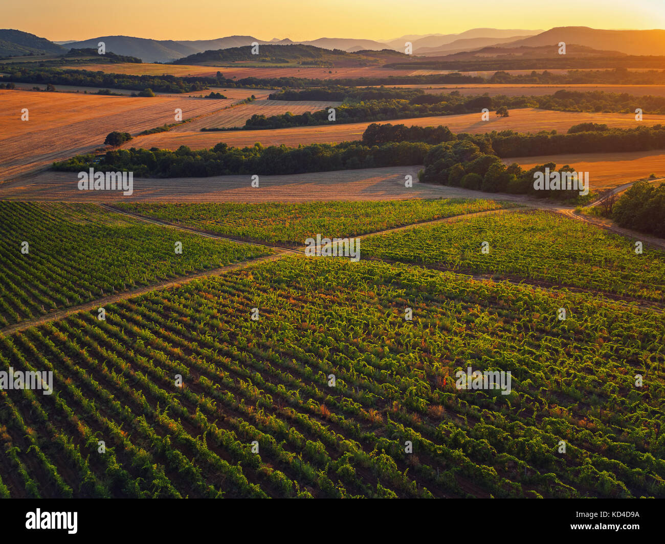 A Beautiful Sunset over vineyard in Europe. Stock Photo