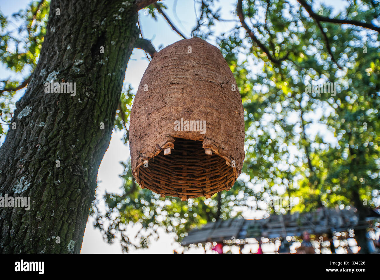 Large Beehive On A Tree In The Forest Stock Photo - Alamy