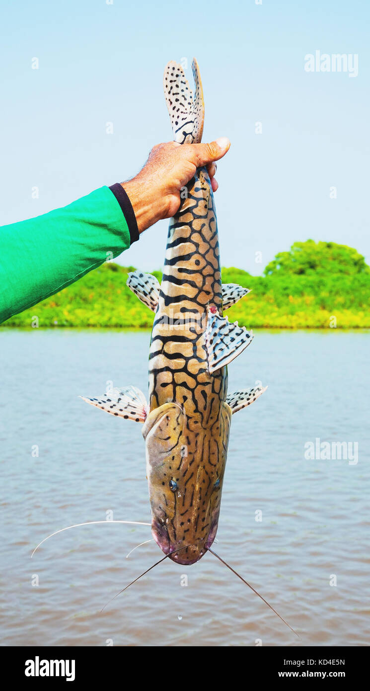 Hands of a fisherman holding a fish with black stripes, fish known as Cachara. Photo taken in Pantanal, Brazil. Stock Photo