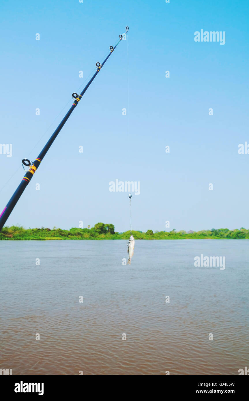 Fishing rod with a Lambari fish hooked on the fishhook as a bait for fishing. Pantanal, Brazil. Stock Photo