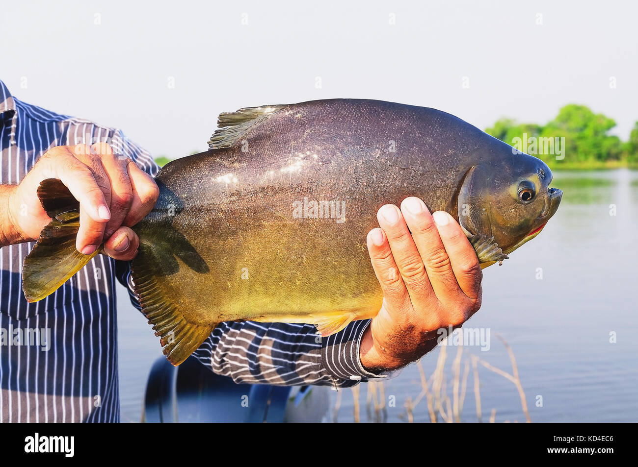 Hands of a fisherman holding a fish known as Pacu. Photo taken in Pantanal, Brazil. Stock Photo