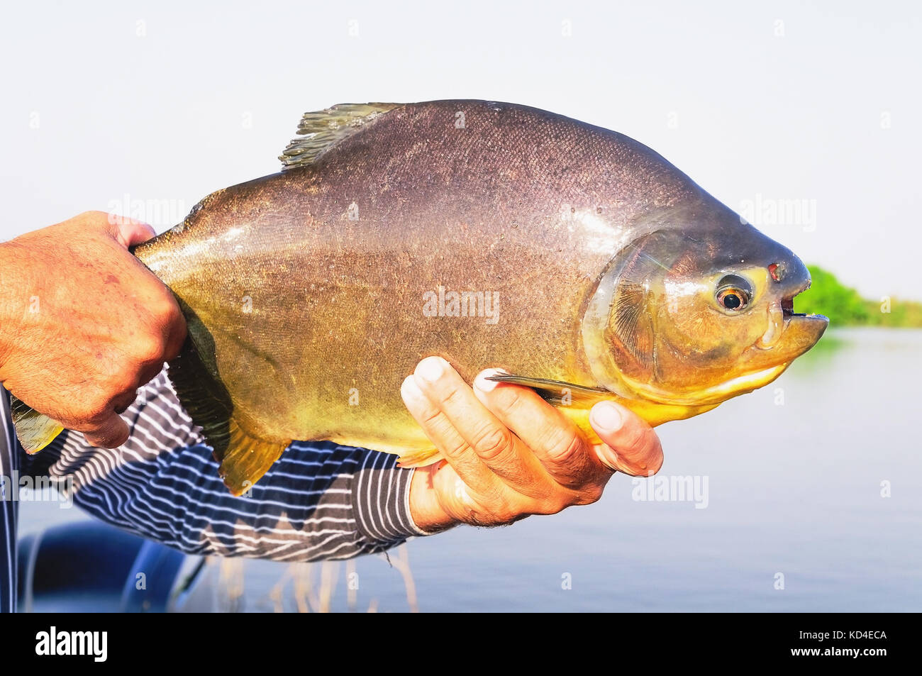 Hands of a fisherman holding a fish known as Pacu. Photo taken in ...