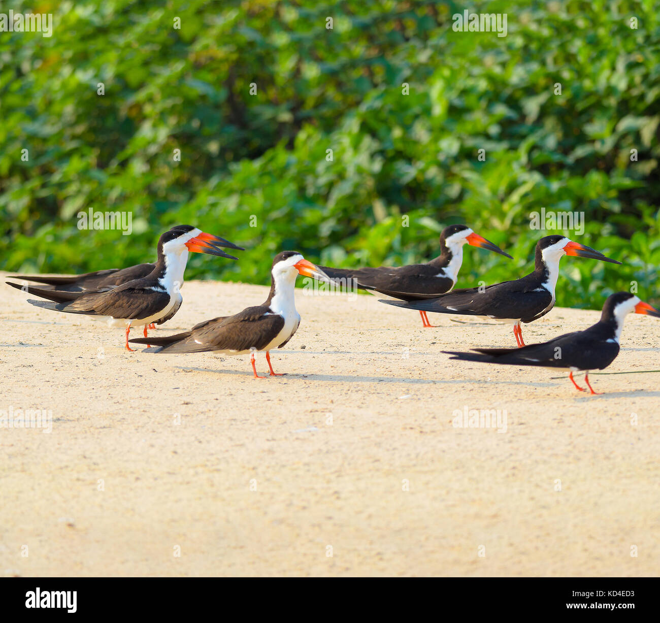 Group of Black Skimmer birds on a sand bank on the margins of a river ...