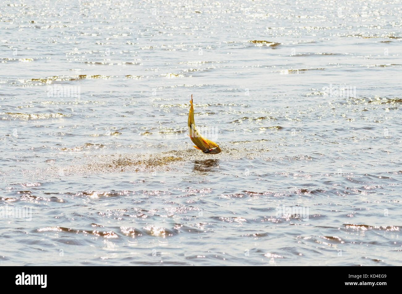 Dourado fish hooked by a artificial bait fighting and jumping out of water, beautiful golden fish, sport fishing scene at a river of Pantanal, Brazil. Stock Photo