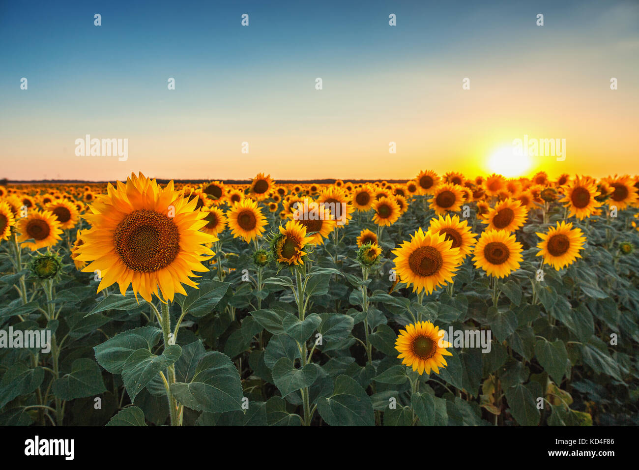 Sunflower fields during sunset. Beautiful composite of a sunrise over a  field of golden yellow sunflowers Stock Photo - Alamy