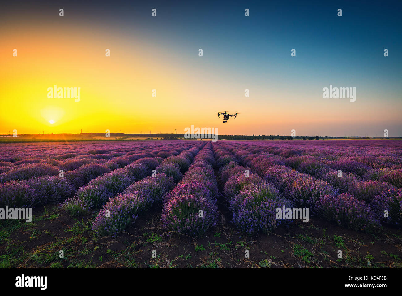 Flying drone and lavender field, golden sunset Stock Photo - Alamy