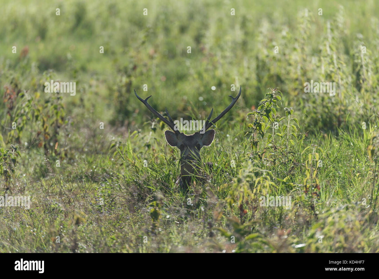 Hog Deer were introduced into Phu Khieo Wildlife Sanctuary in northern Thailand in the early 1990s, at a higher elevation than is typical for the natu Stock Photo