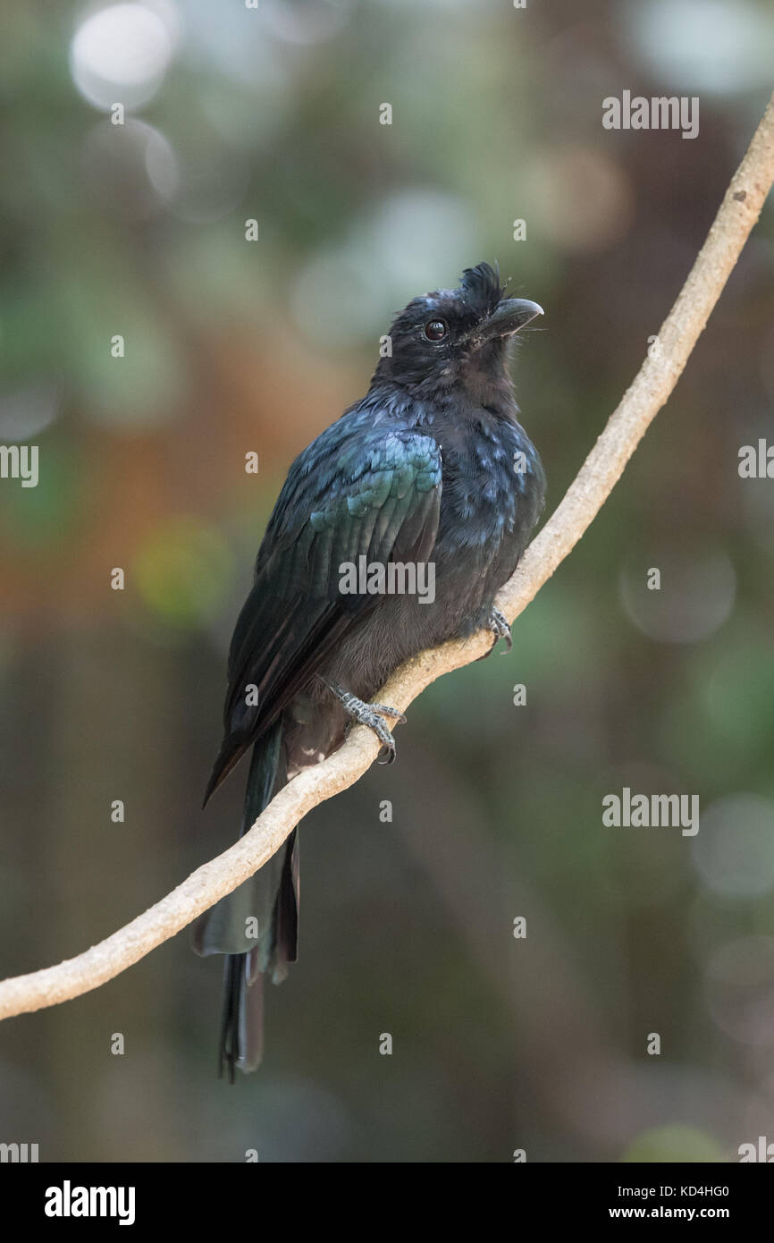 The greater racket-tailed drongo (Dicrurus paradiseus) is a medium-sized bird which is distinctive in having elongated outer tail feathers with webbin Stock Photo