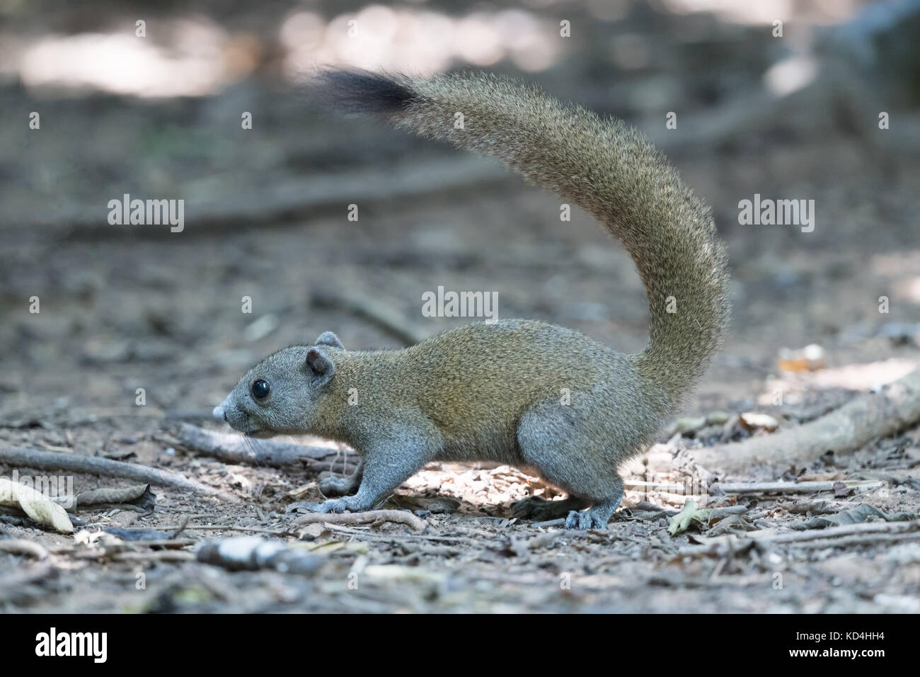 The grey-bellied squirrel (Callosciurus caniceps) is a species of rodent in the family Sciuridae. Stock Photo