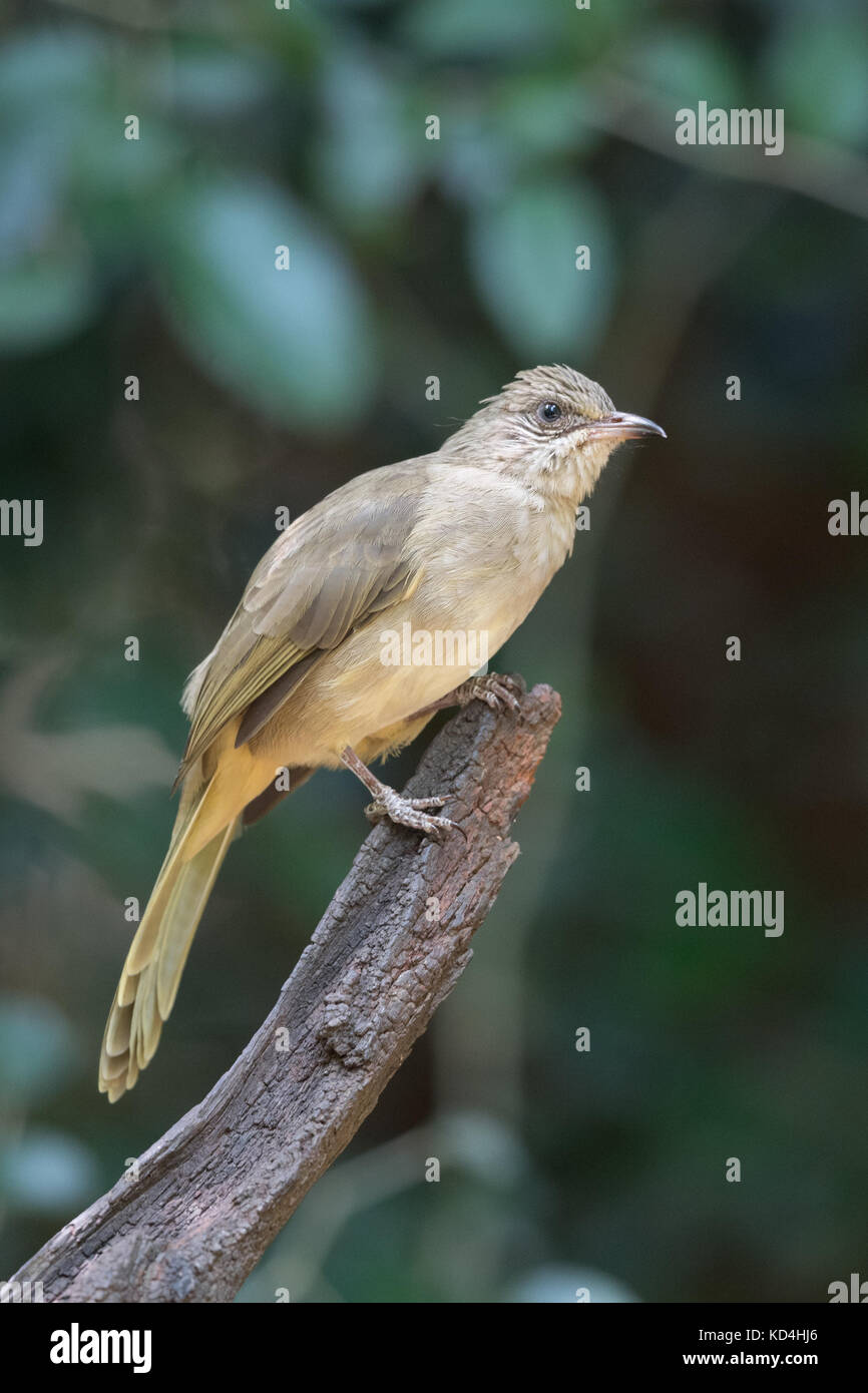 The grey-eyed bulbul (Iole propinqua) is a species of songbird in the bulbul family, Pycnonotidae. It is found in Southeast Asia in its natural habita Stock Photo