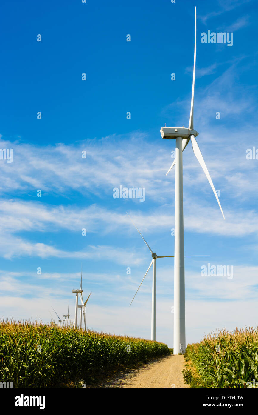 Wind turbines aligned amid corn fields, converting the energy of the