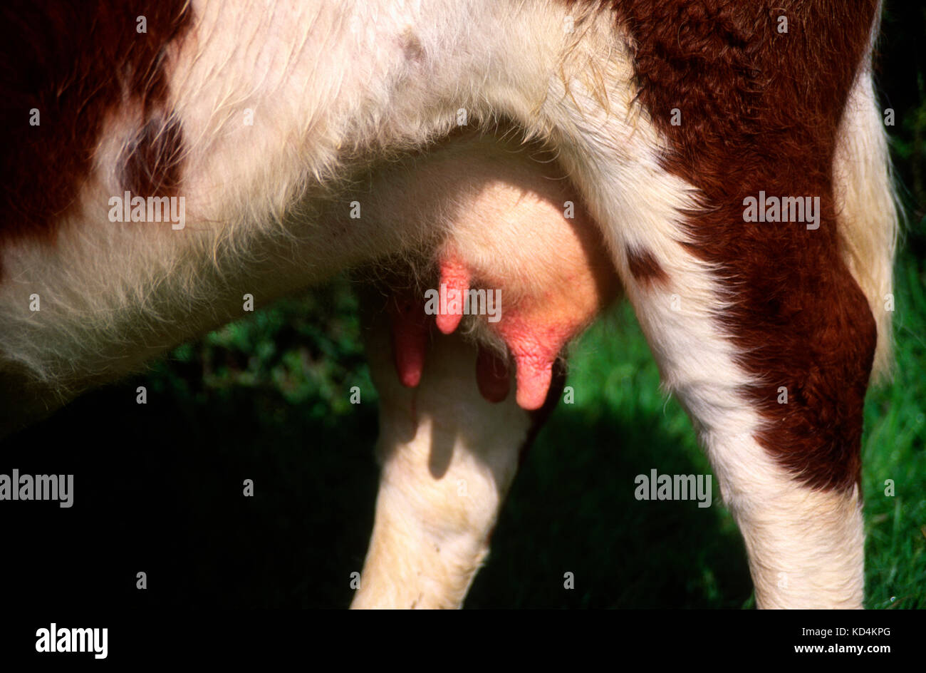 Close up pink teats udder cow back legs, UK Stock Photo
