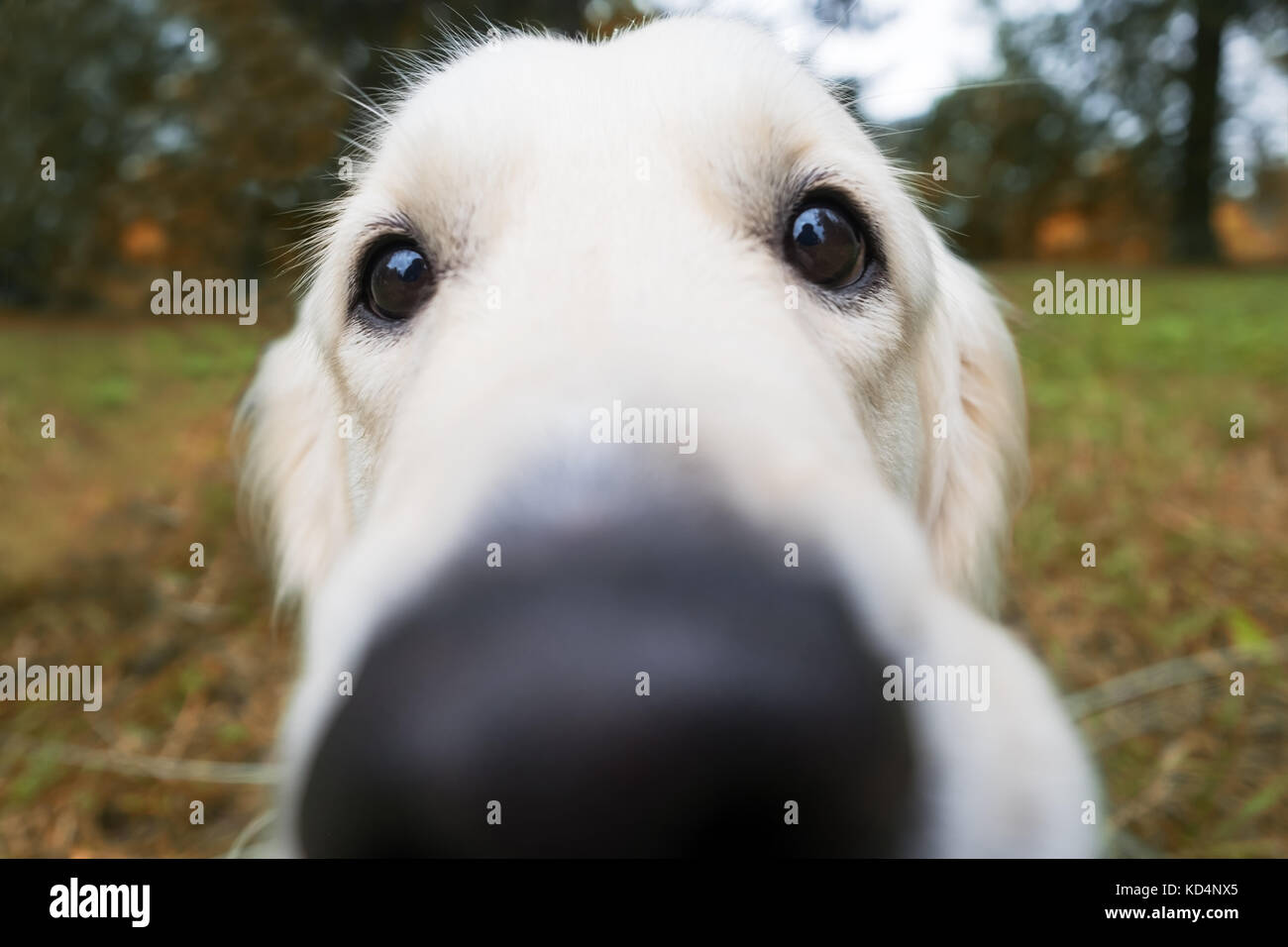Blurred nose of a golden retriever. Walking in the fresh air with a dog. Stock Photo