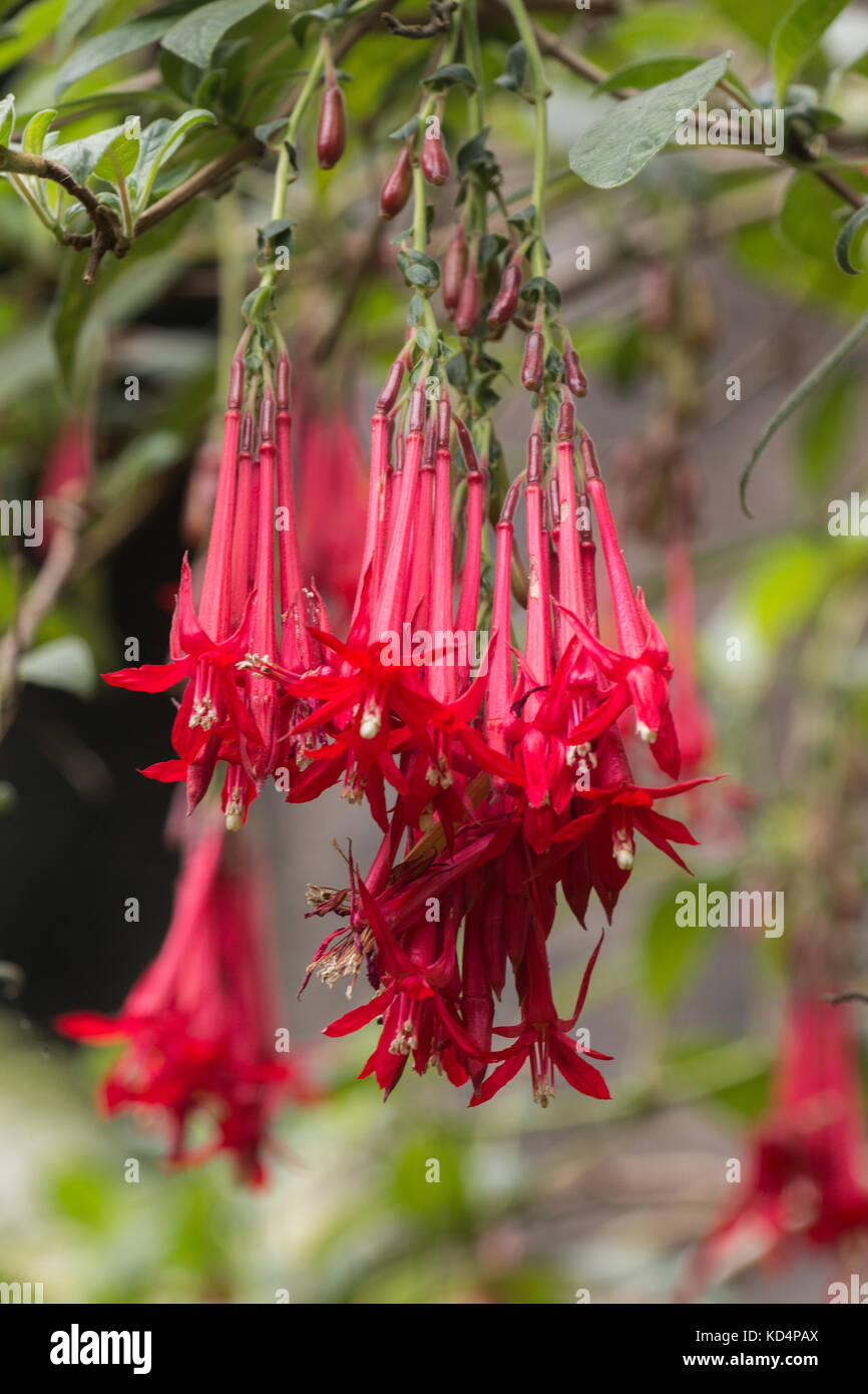 Close up view of the Fuchsia boliviana flower on a garden. Stock Photo