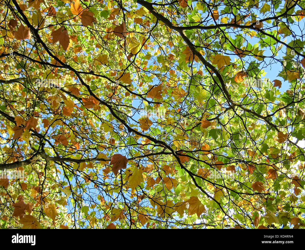 Canopy of colorful autumn leaves Stock Photo Alamy